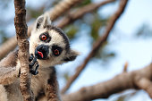 A lemur in a tree sticking its tongue out