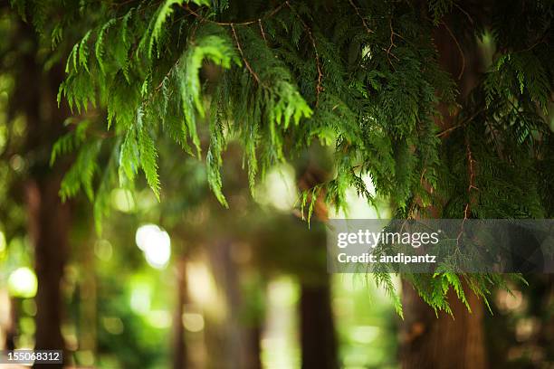 cedro rojo occidental - cedar tree fotografías e imágenes de stock