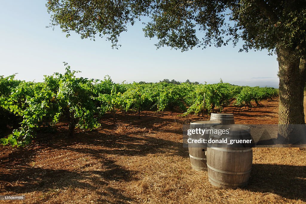 Vineyard with Barrels & Oak Tree
