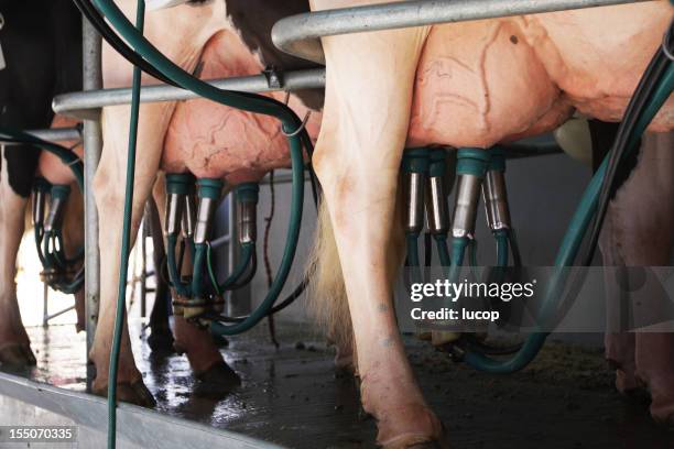 row of cows during milking using extractor machines - dairy cattle stock pictures, royalty-free photos & images