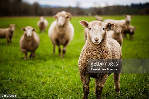 herd of curious sheep looking at the camera - schaap stockfoto's en -beelden