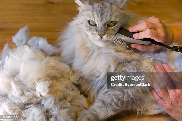 shaving a matted maine coon cat. - electric razor stock pictures, royalty-free photos & images