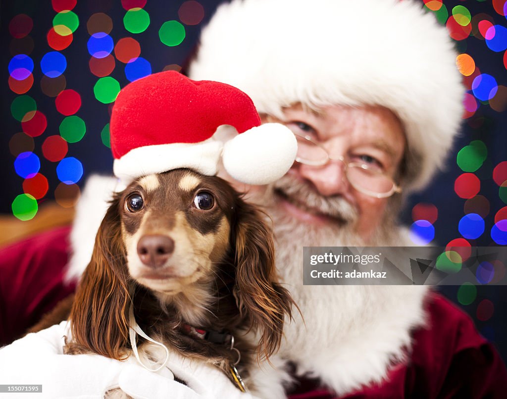 Cachorro de Navidad