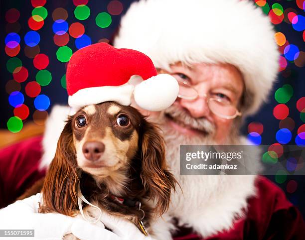 christmas puppy - santa suit stock pictures, royalty-free photos & images