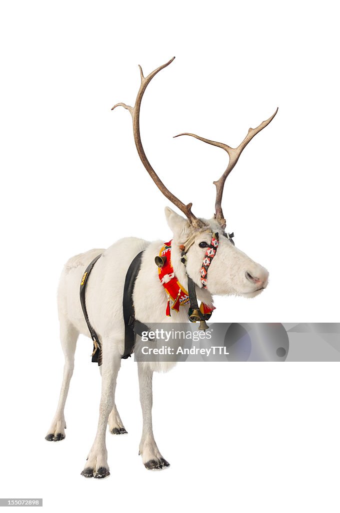 Reindeer on white