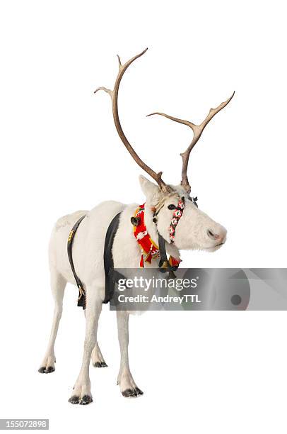 reindeer on white - caribou stock pictures, royalty-free photos & images