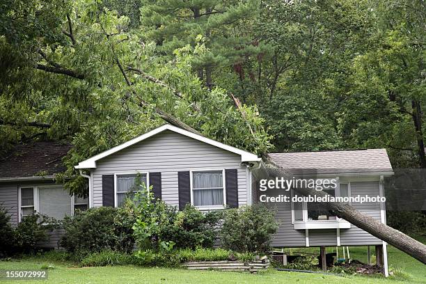 fallen tree on top of grey bungalow house - kapot stockfoto's en -beelden