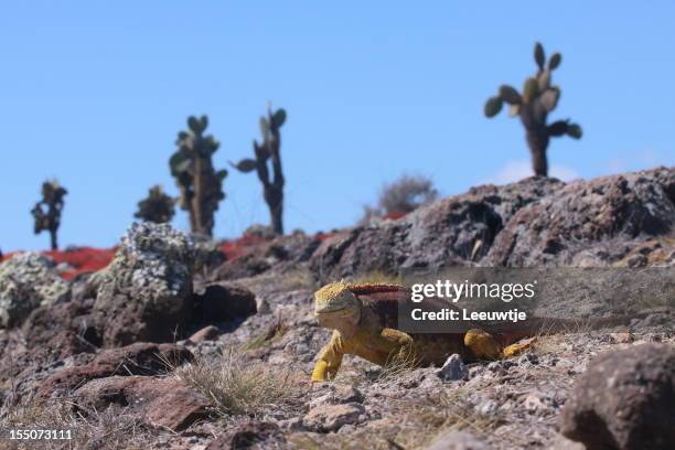iguana terrestre di santa fè delle isole galapagos - santa fe island galapagos foto e immagini stock