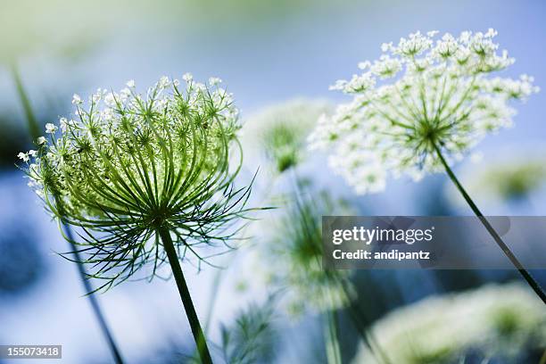 Queen Anne's Lace Herb: Information About Daucus Carota Queen Anne's Lace