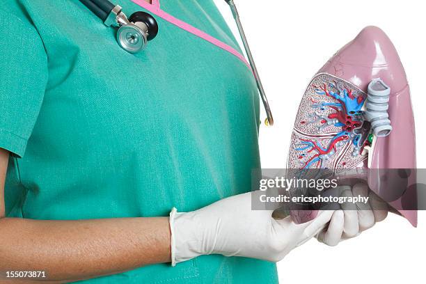 human lung - female autopsy bildbanksfoton och bilder