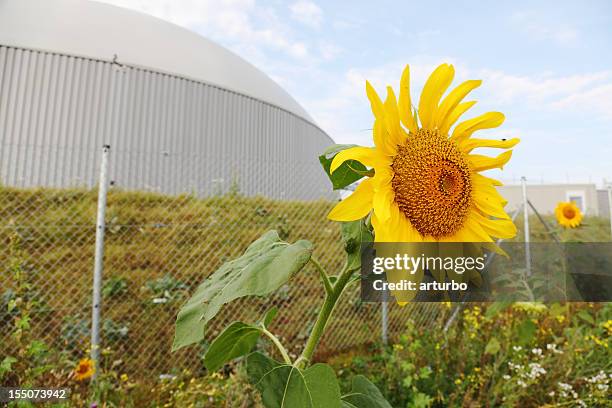 daisy girasol con fondo de bioequivalencia gas generador de energía - girasol común fotografías e imágenes de stock