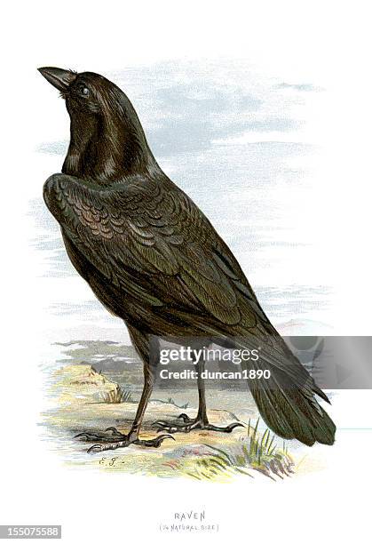 raven - raven stock illustrations