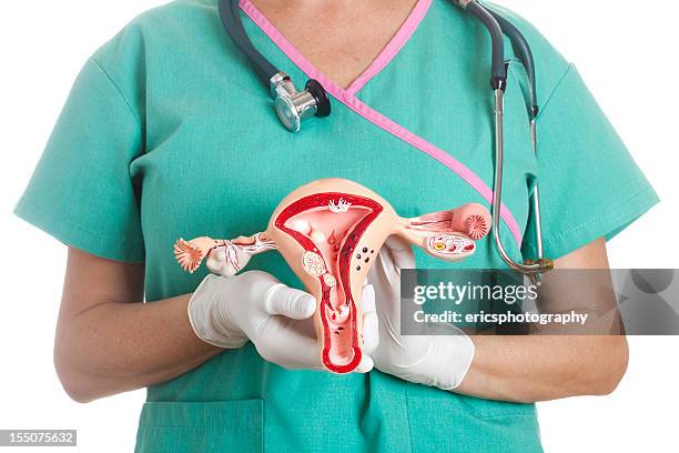 uterus and ovaries model - human uterus stockfoto's en -beelden