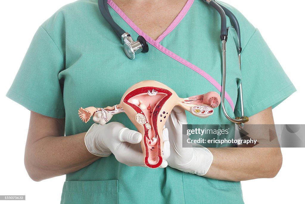 Uterus and ovaries model