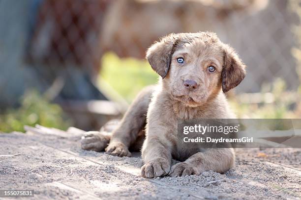 chesapeake bay retriever puppy - chesapeake bay stock pictures, royalty-free photos & images