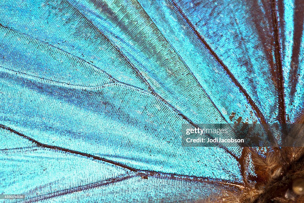 Schmetterlingsflügel Hintergrund