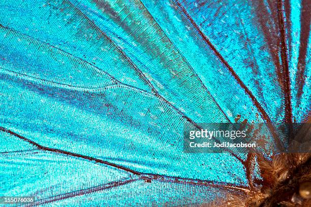 butterfly wing background - blue nature stock pictures, royalty-free photos & images