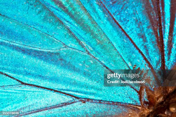 Butterfly wing background