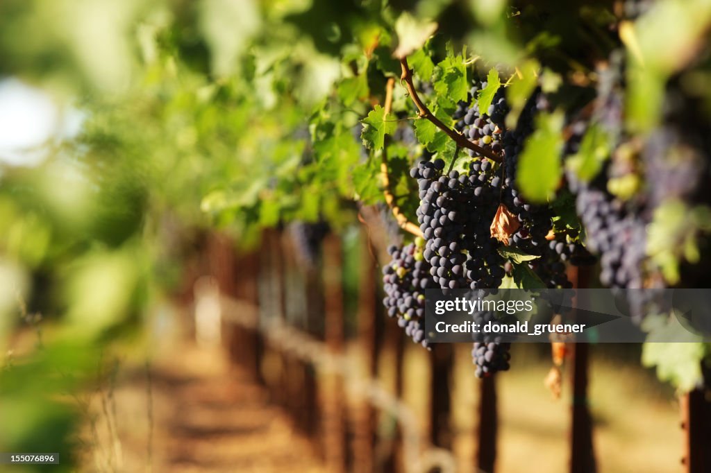 Red wine grapes in vineyard with selective focus