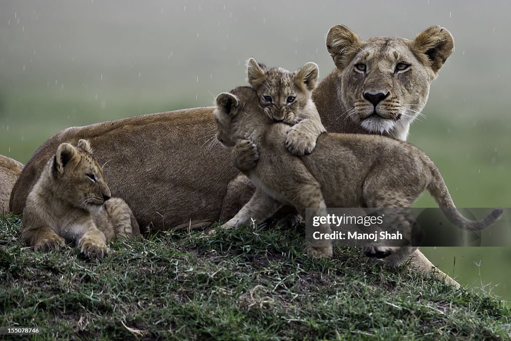 Lion cubs playing with mother sitting nearby