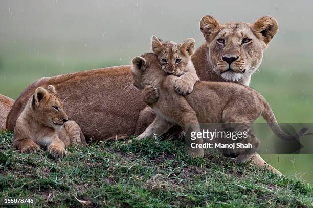 lion cubs playing with mother sitting nearby - animals in the wild foto e immagini stock
