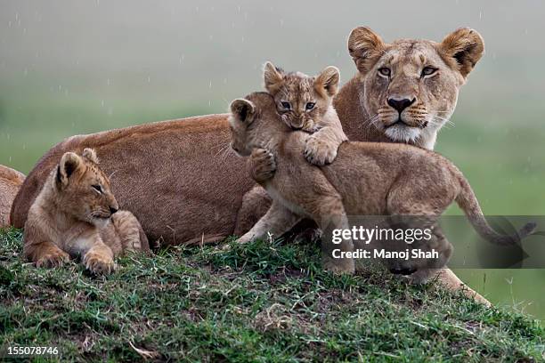 lion cubs playing with mother sitting nearby - grupo de animais imagens e fotografias de stock