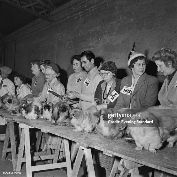 Pekingese dogs are groomed ahead of judging at Crufts Dog Show at the Olympia Exhibition Centre in London, February 25th 1959.