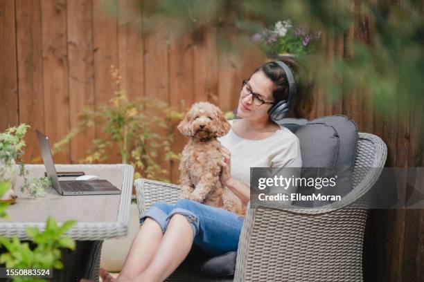701 Cavapoo Stock Photos, High-Res Pictures, and Images - Getty Images