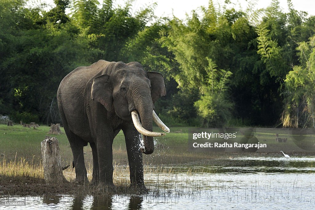 Asian Elephant