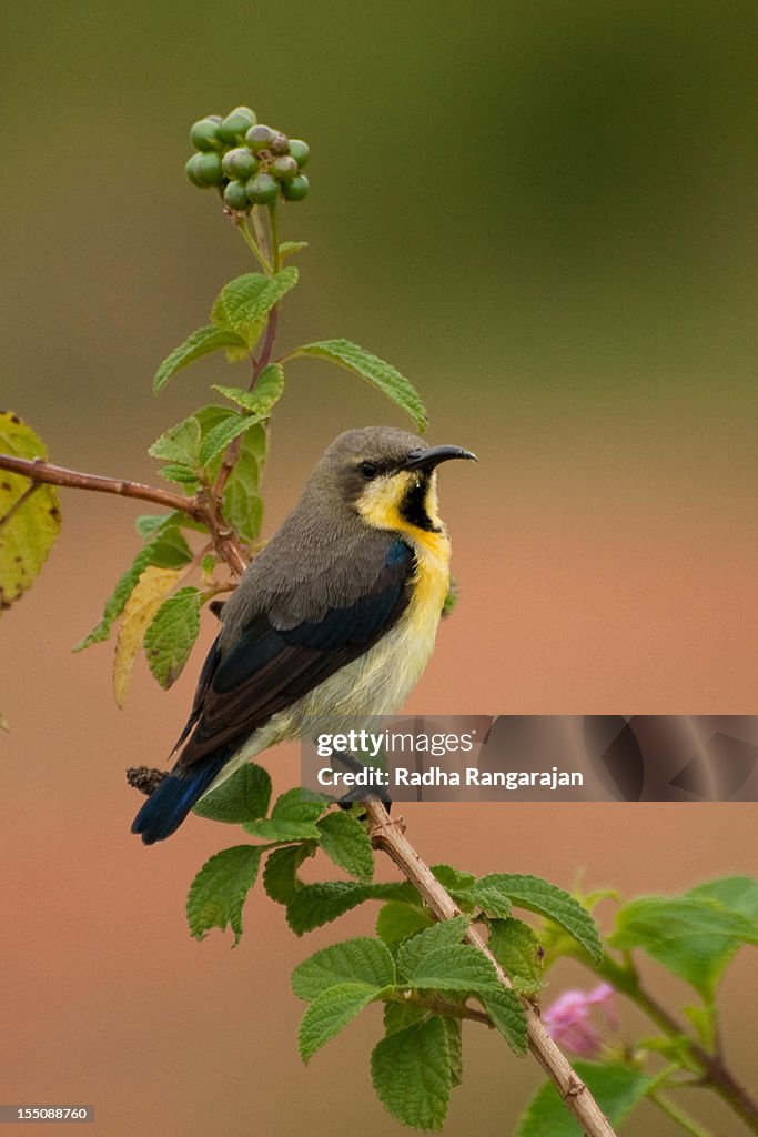 Purple Sunbird