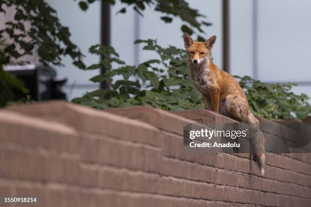 Fox rests in the garden of Southwark Crown Court before the trial of US actor Kevin Spacey on 12 charges, including sexual assault against four men...