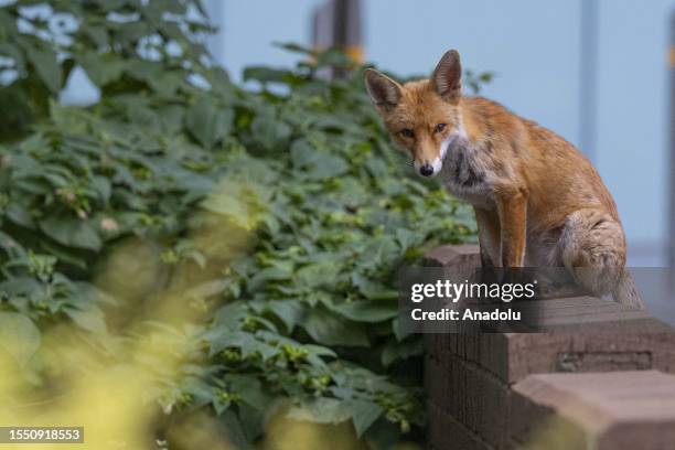 Fox rests in the garden of Southwark Crown Court before the trial of US actor Kevin Spacey on 12 charges, including sexual assault against four men...