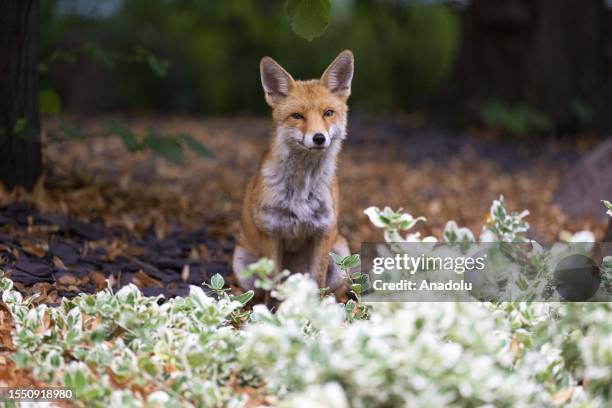 Fox rests in the garden of Southwark Crown Court before the trial of US actor Kevin Spacey on 12 charges, including sexual assault against four men...