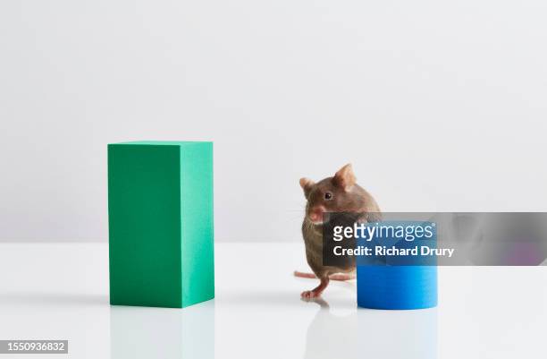 mouse in a learning, exploring and decision making experiment - choosing experiment stockfoto's en -beelden