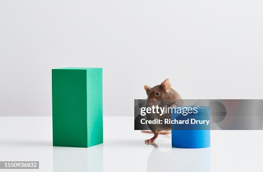 Mouse in a learning, exploring and decision making experiment Mouse in a learning, exploring and decision making experiment