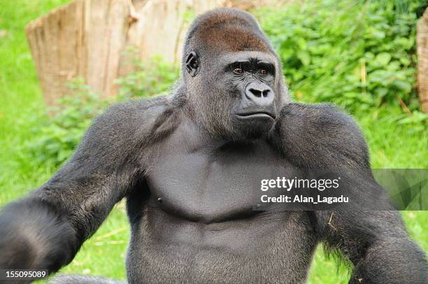 western lowland gorilla. - gorilla stock pictures, royalty-free photos & images