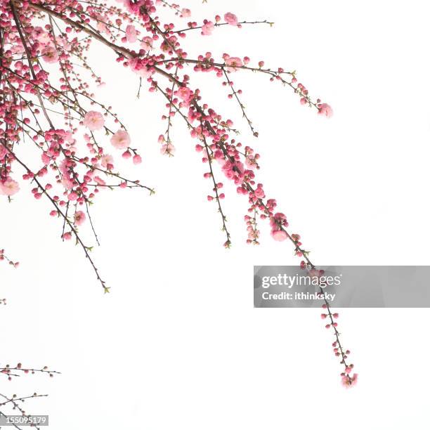 kirsche blumen - kirschblüten stock-fotos und bilder