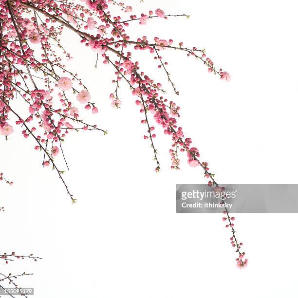 fleur de cerisier - twig photos et images de collection