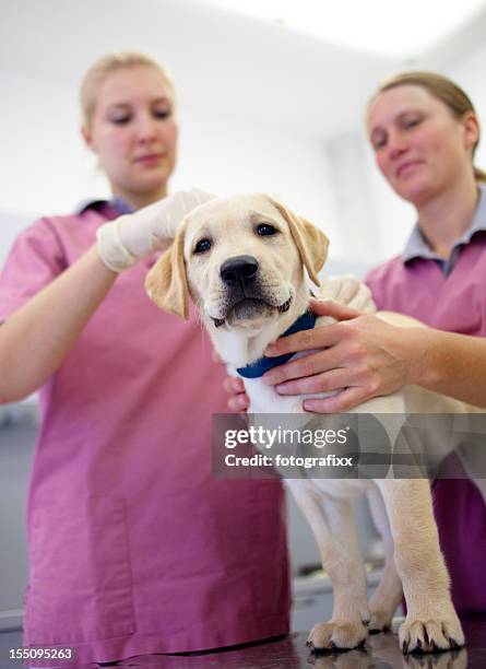 two female vets preparing a dog for vaccination - dog getting vaccine stock pictures, royalty-free photos & images