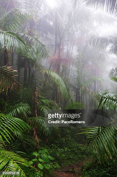 el yunque-regenwald in puerto rico - tropical forest stock-fotos und bilder