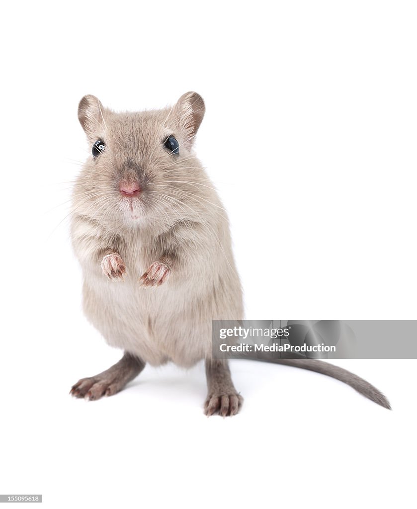 Gerbil