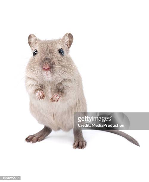 gerbil - animal themes stock pictures, royalty-free photos & images