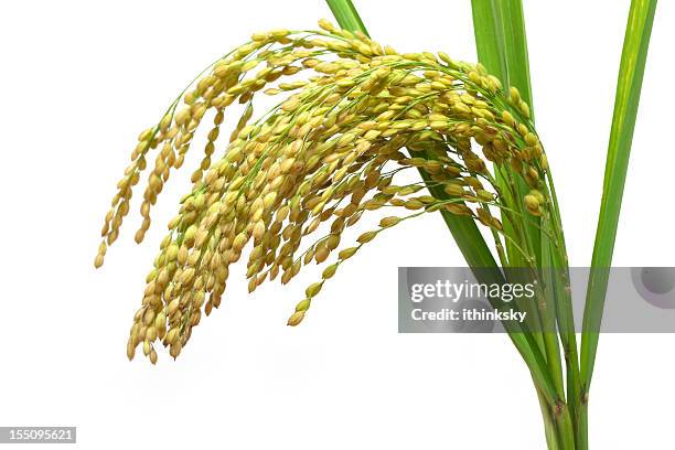 arroz - arroz comida básica fotografías e imágenes de stock