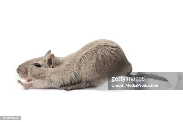 stretching mouse - gerbil stock pictures, royalty-free photos & images