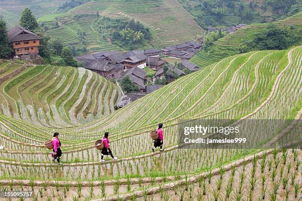 yao ragazze che lavorano in piantagioni di riso - longji tetian foto e immagini stock