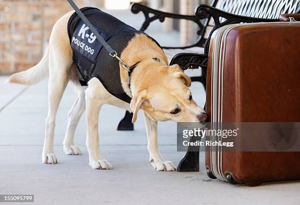 police dog - illegal drugs at work stock pictures, royalty-free photos & images