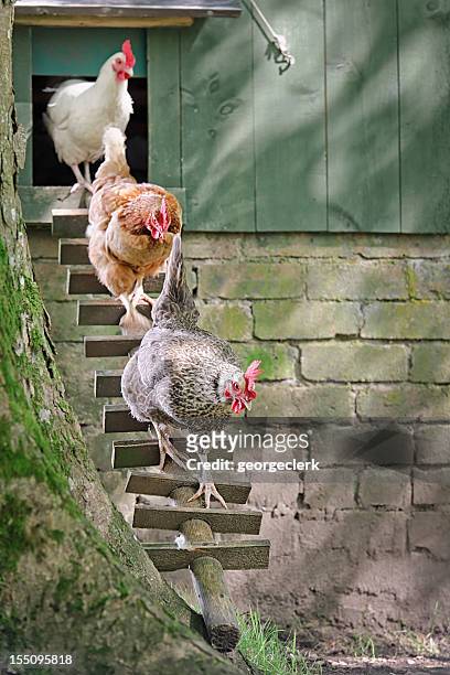 2,957 Funny Chicken Photos and Premium High Res Pictures - Getty Images