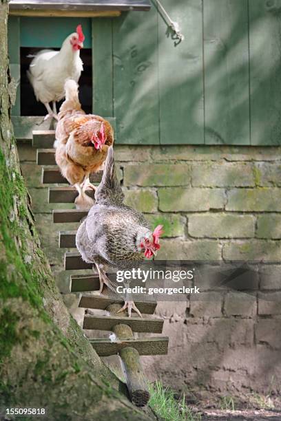 Hens Following the Leader