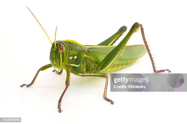 grasshopper - sprinkhaan stockfoto's en -beelden