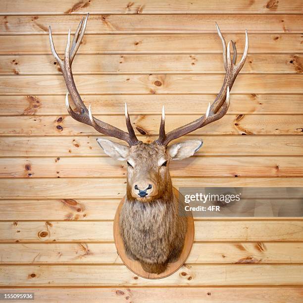 deer trophy (xxl) - preserved stock pictures, royalty-free photos & images